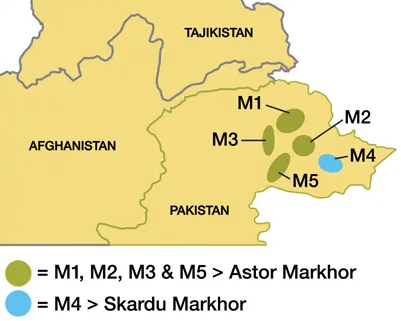 astor markhor skardu markhor2