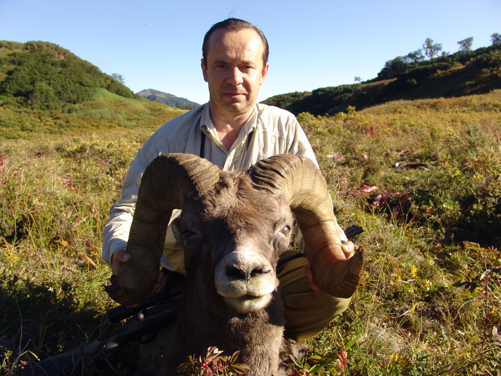 kamchatka snow sheep